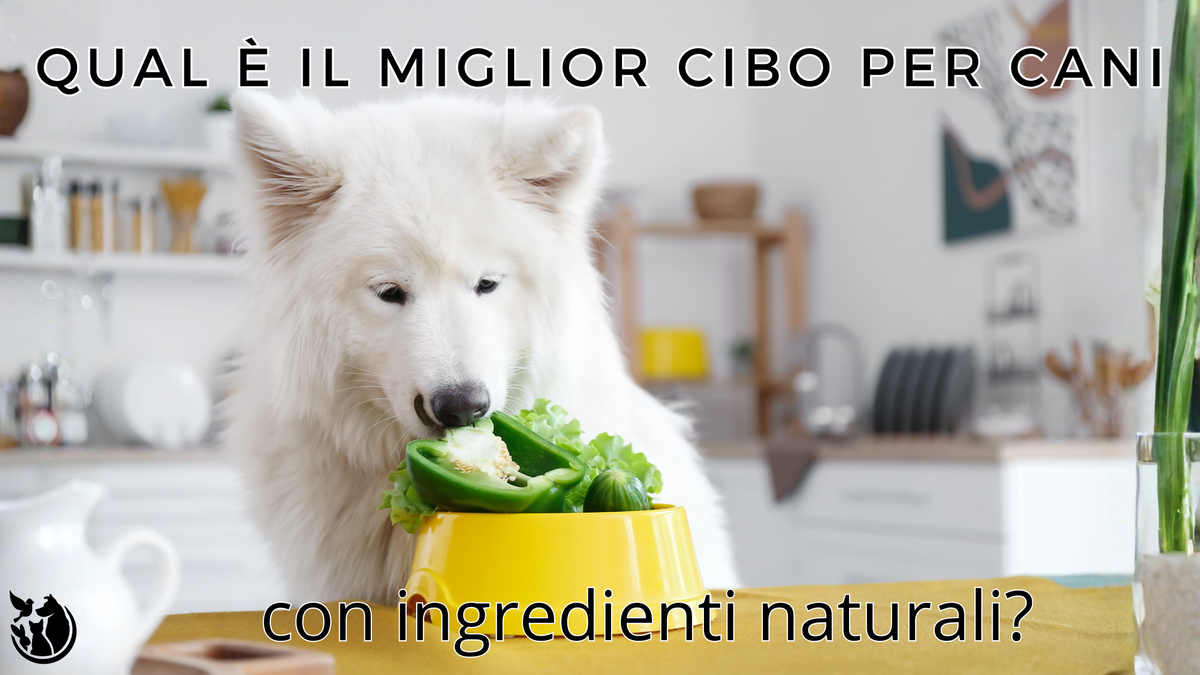 Qual è il miglior cibo per cani con ingredienti naturali?