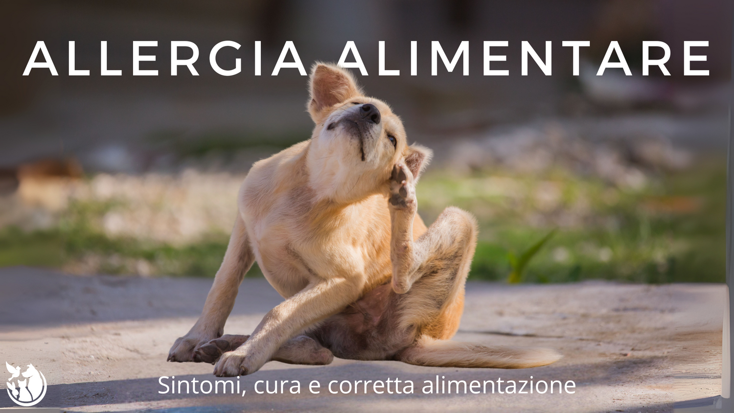 Cane Allergia Alimentare: sintomi, cura e corretta alimentazione