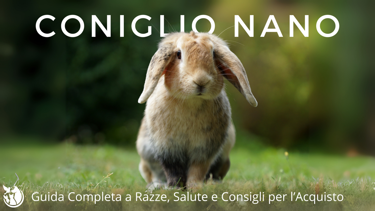 Coniglio Nano: Guida Completa a Razze, Cure, Salute e Consigli per l’Acquisto