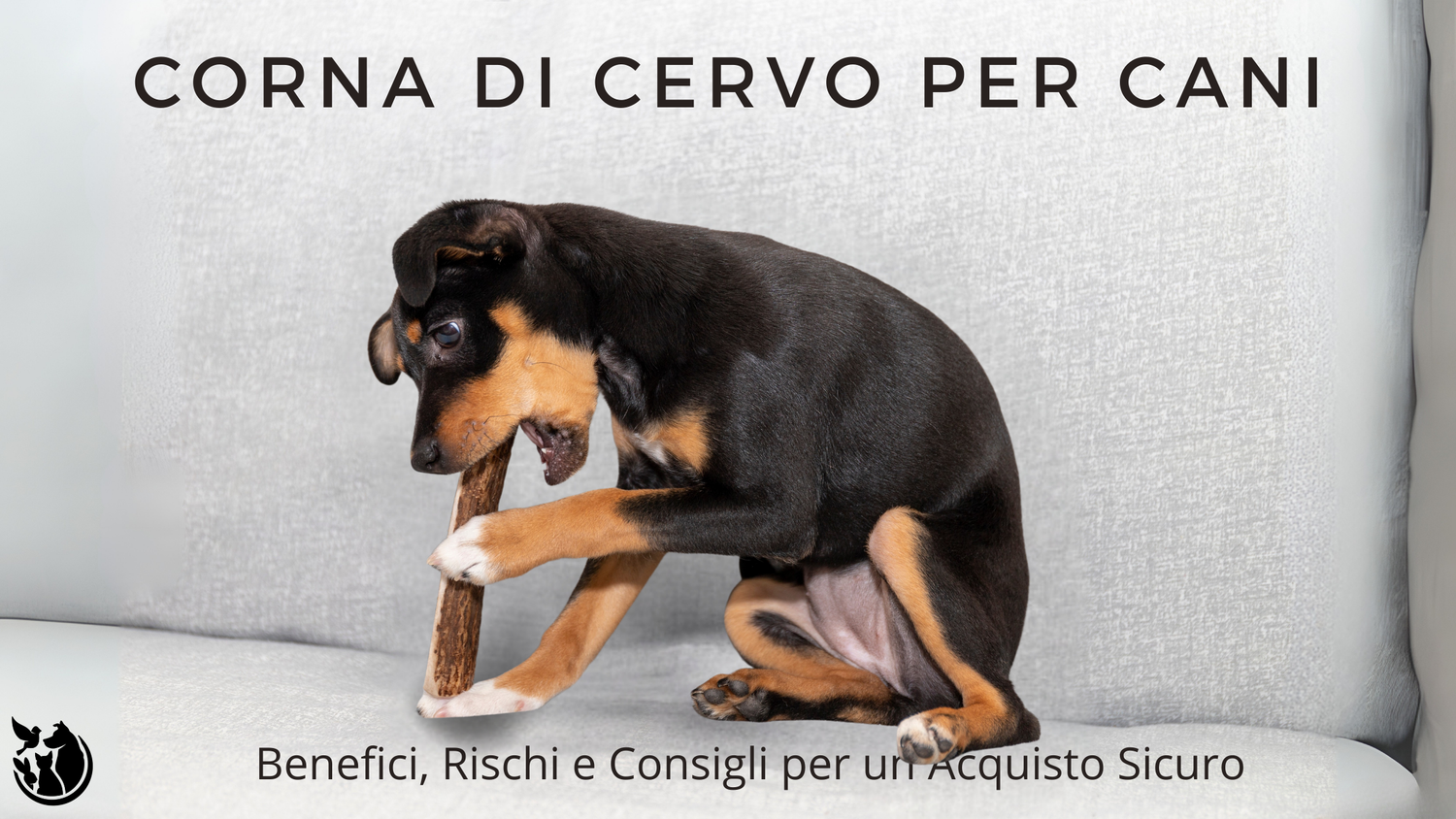 Corna di Cervo per Cani: Benefici, Rischi e Consigli per un Acquisto Sicuro
