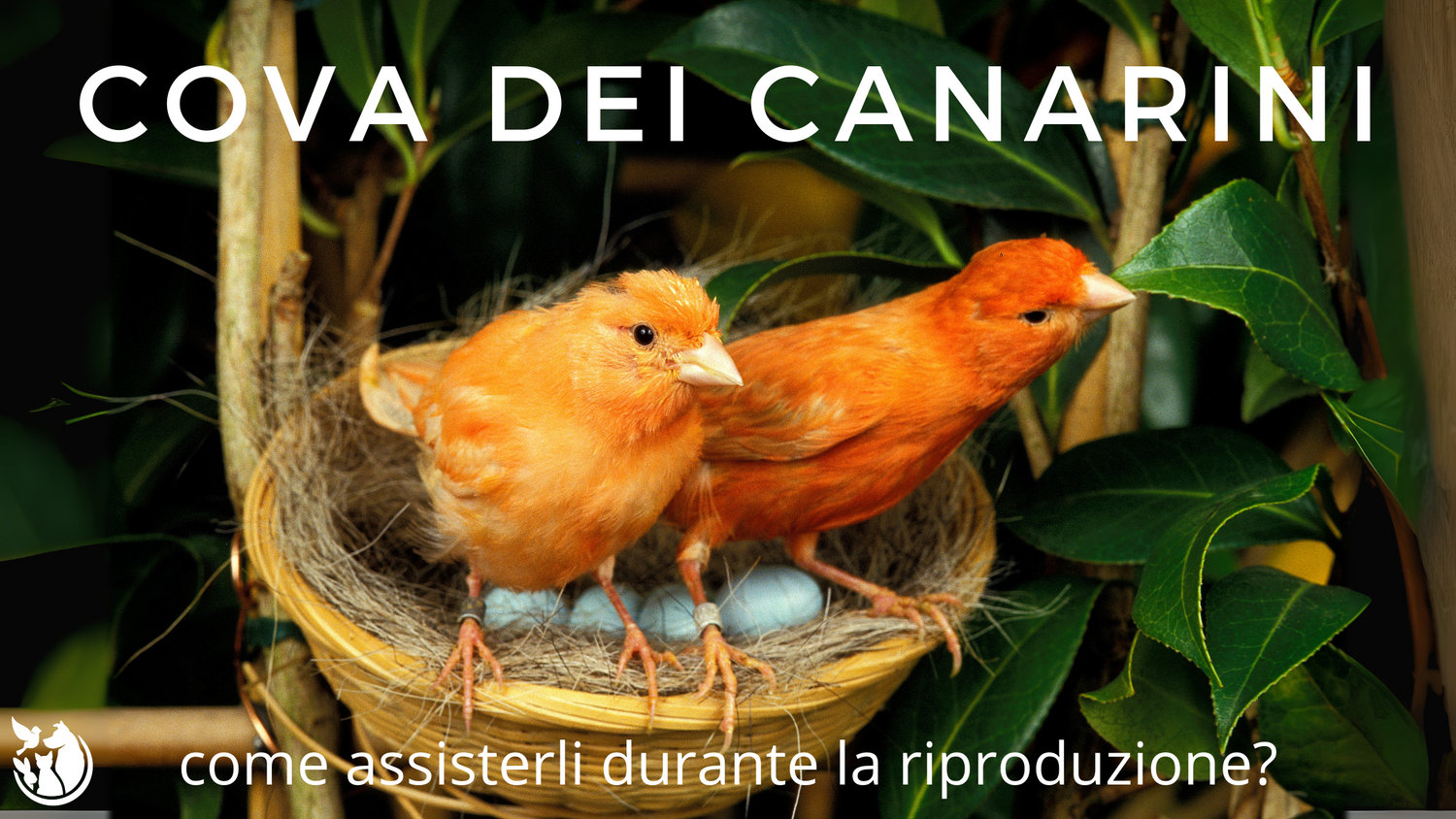 Cova dei canarini: come assisterli durante la riproduzione