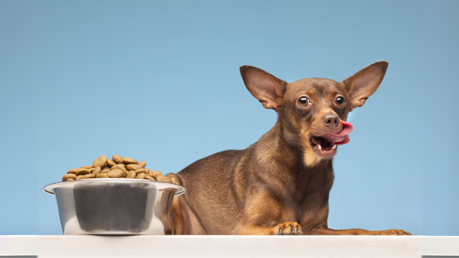 Crocchette Monoproteiche Cane: cosa sono, a cosa servono e quando sceglierle