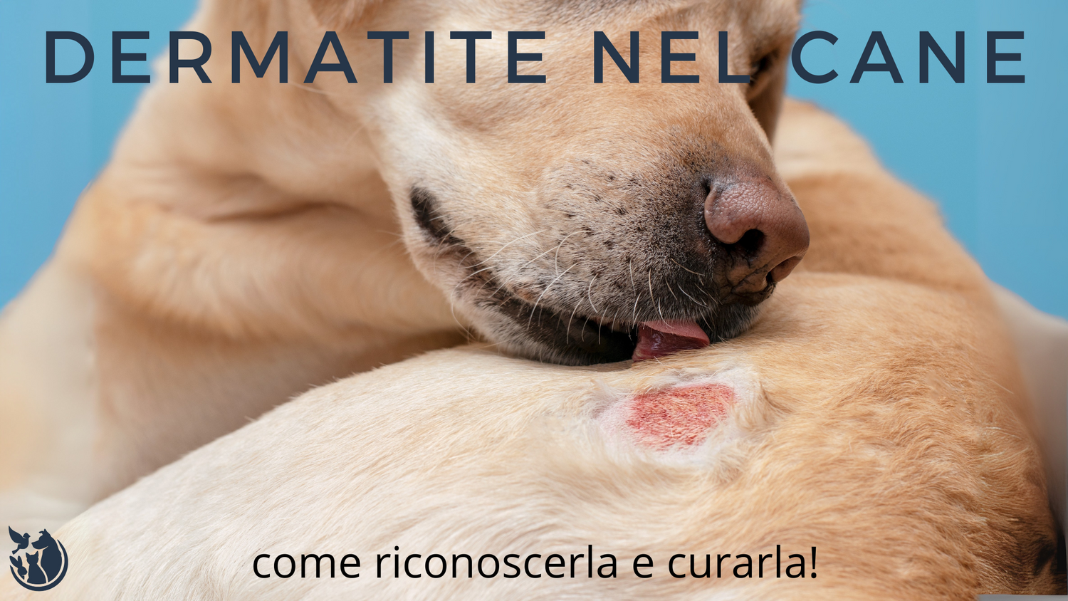 La dermatite nel cane: come riconoscerla e curarla!