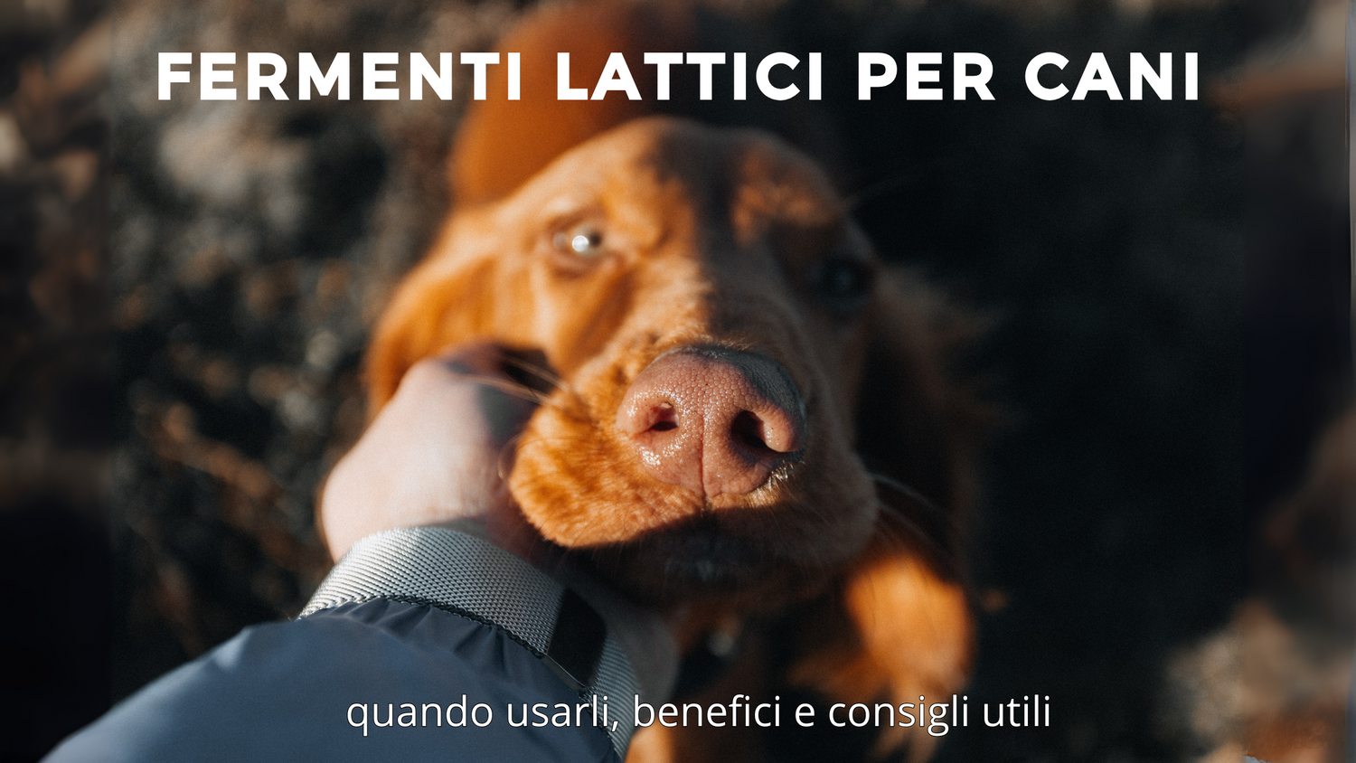 Fermenti lattici per cani: quando usarli, benefici e consigli utili