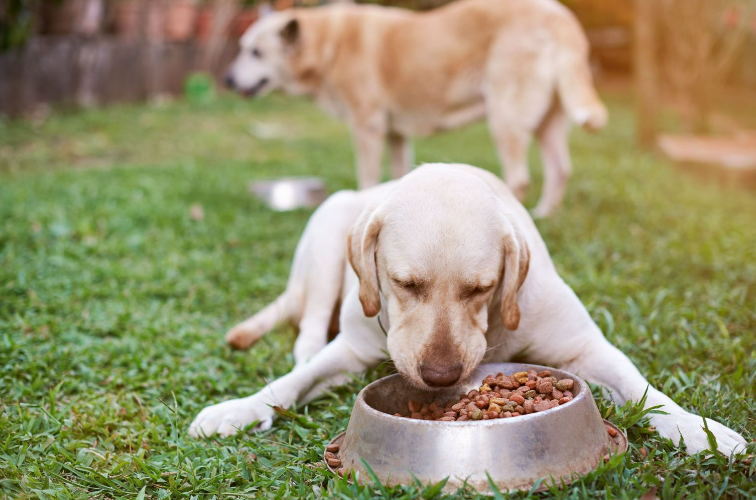 Cibo per cani: meglio secco o umido? Consigli per una dieta bilanciata.