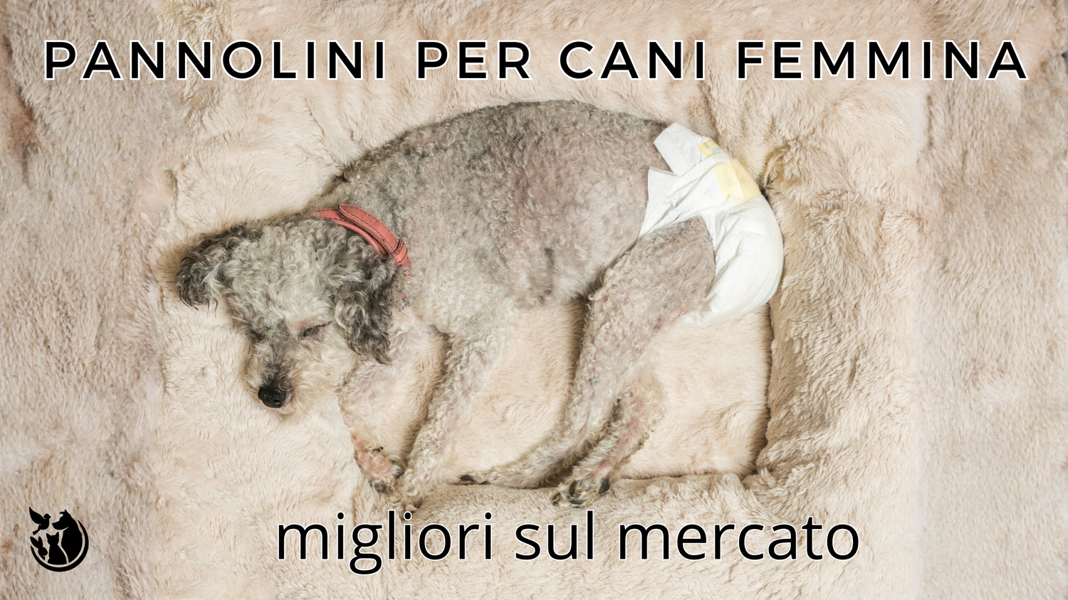 Pannolini per cani femmina migliori sul mercato