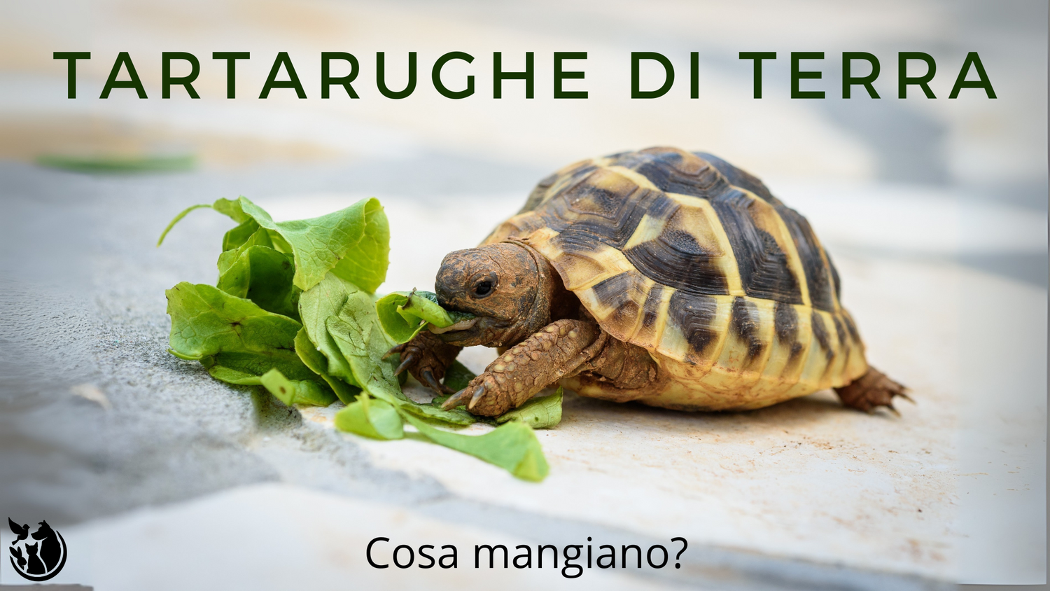 Cosa mangiano le tartarughe di terra?