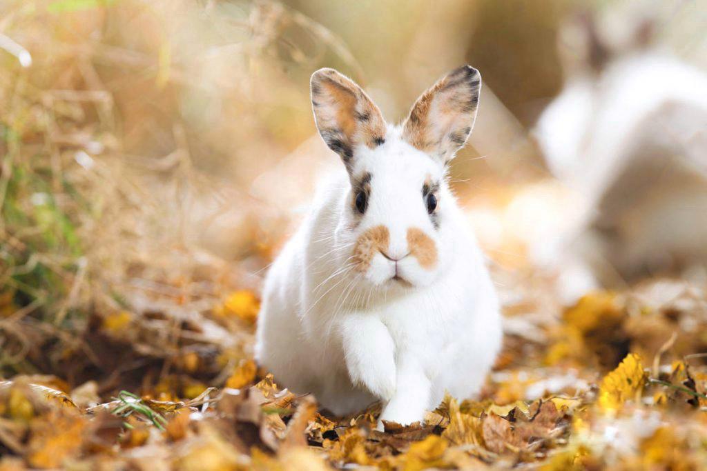 Le regole per i Conigli Nani in Autunno