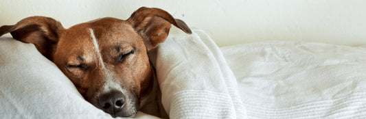 Febbre nel Cane: Sintomi e Cause della Febbre Canina