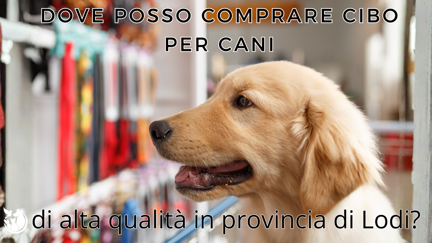 Dove posso comprare cibo per cani di alta qualità in provincia di Lodi: perché scegliere Non Solo Piume