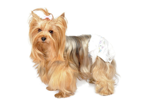 Camon - Pannolino a Mutandina Mono Uso per Taglie di Cani Piccole