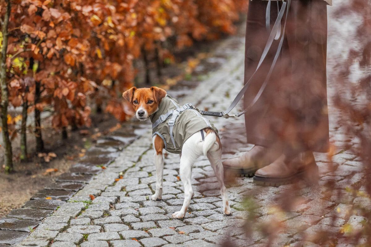 cappottino cane, impermeabile cane, Trixie Pontis Rain, cappottino cane Trixie, cappottino cane con pettorina, Trixie Pontis Rain cane, cappottino impermeabile cane, cappottino pioggia cane, cappottino cane con pettorina integrata, impermeabile cane con pettorina, cappottino cane riflettente, cappotto cane pioggia, abbigliamento cane Trixie, cappottino cane regolabile, giacca impermeabile cane