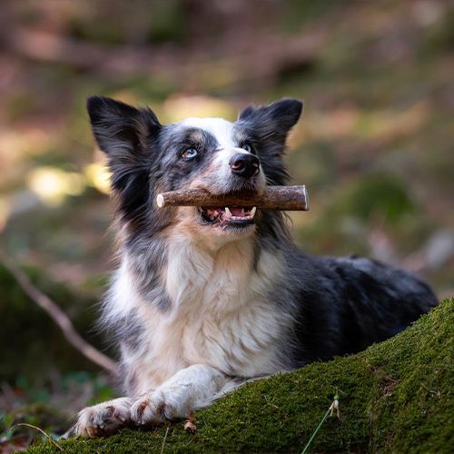 corna di cervo cane, snack masticativo naturale cane, corno cervo Barf Croci, igiene dentale naturale cane, croci Niki Natural Barf corna