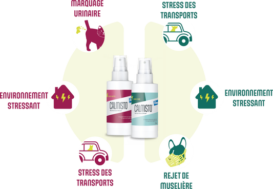 spray calmante per gatti, antistress naturale gatti, Calmisto Elanco spray, feromoni gatti ansia, spray tranquillante per gatti viaggio, gatto stress rimedi, calmante gatti lavanda