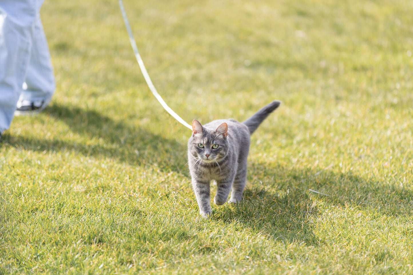 Trixie - Pettorina con Guinzaglio per Gatti Adulti