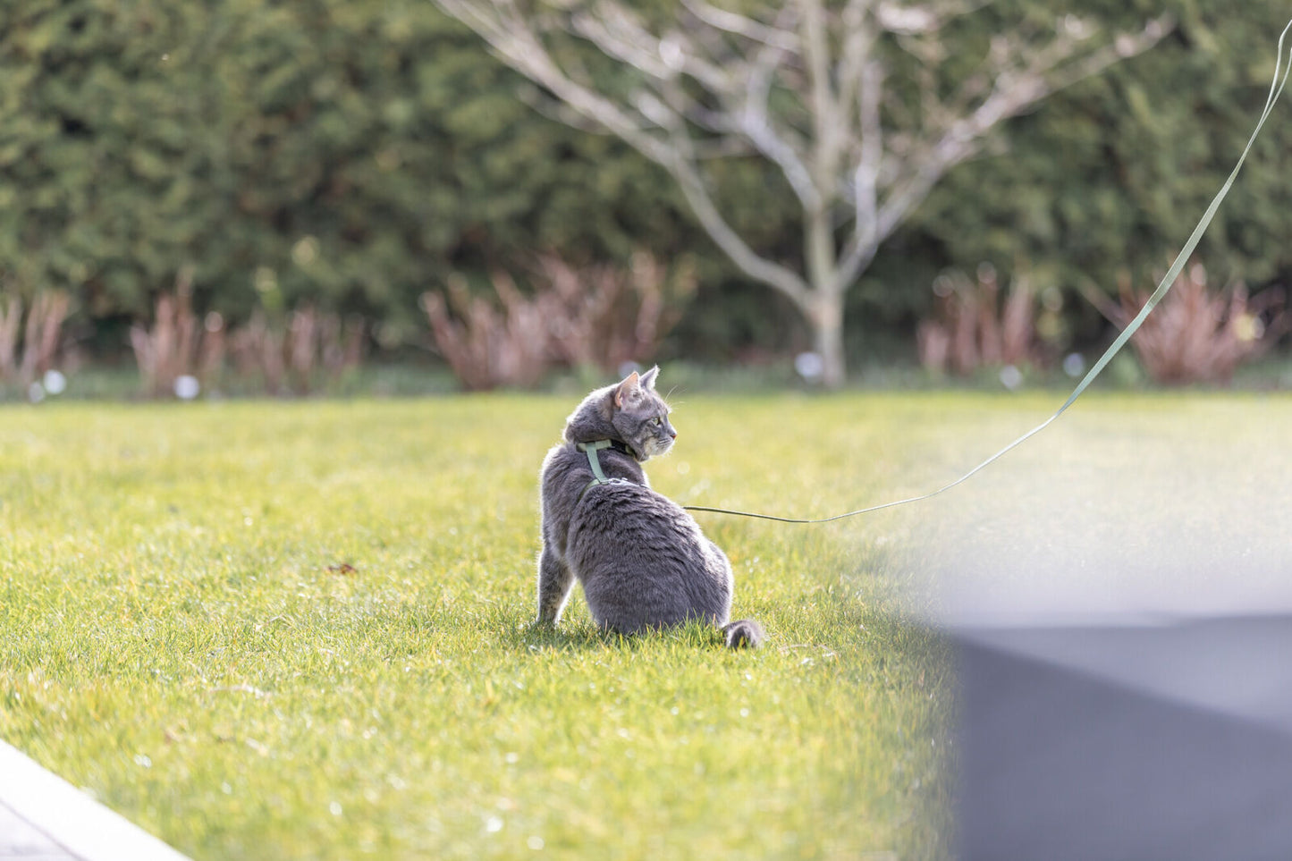 Trixie - Pettorina con Guinzaglio per Gatti Adulti