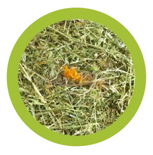 fieno con tarassaco per conigli, fieno naturale Paglianatura, fieno per roditori con erbe, fieno ricco di fibre per cavie, fieno con tarassaco 1,3 kg, alimento naturale per conigli e roditori, fieno italiano per conigli, Paglianatura fieno con tarassaco, cibo naturale per conigli e piccoli animali