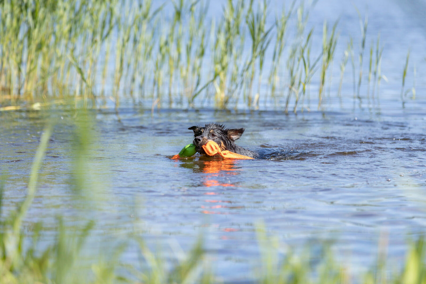 gioco per cani galleggiante, papera galleggiante per cani, Trixie gioco acquatico, giocattolo per cani resistente all'acqua, gioco interattivo per cani, squeaker per cani, gioco di riporto per cani