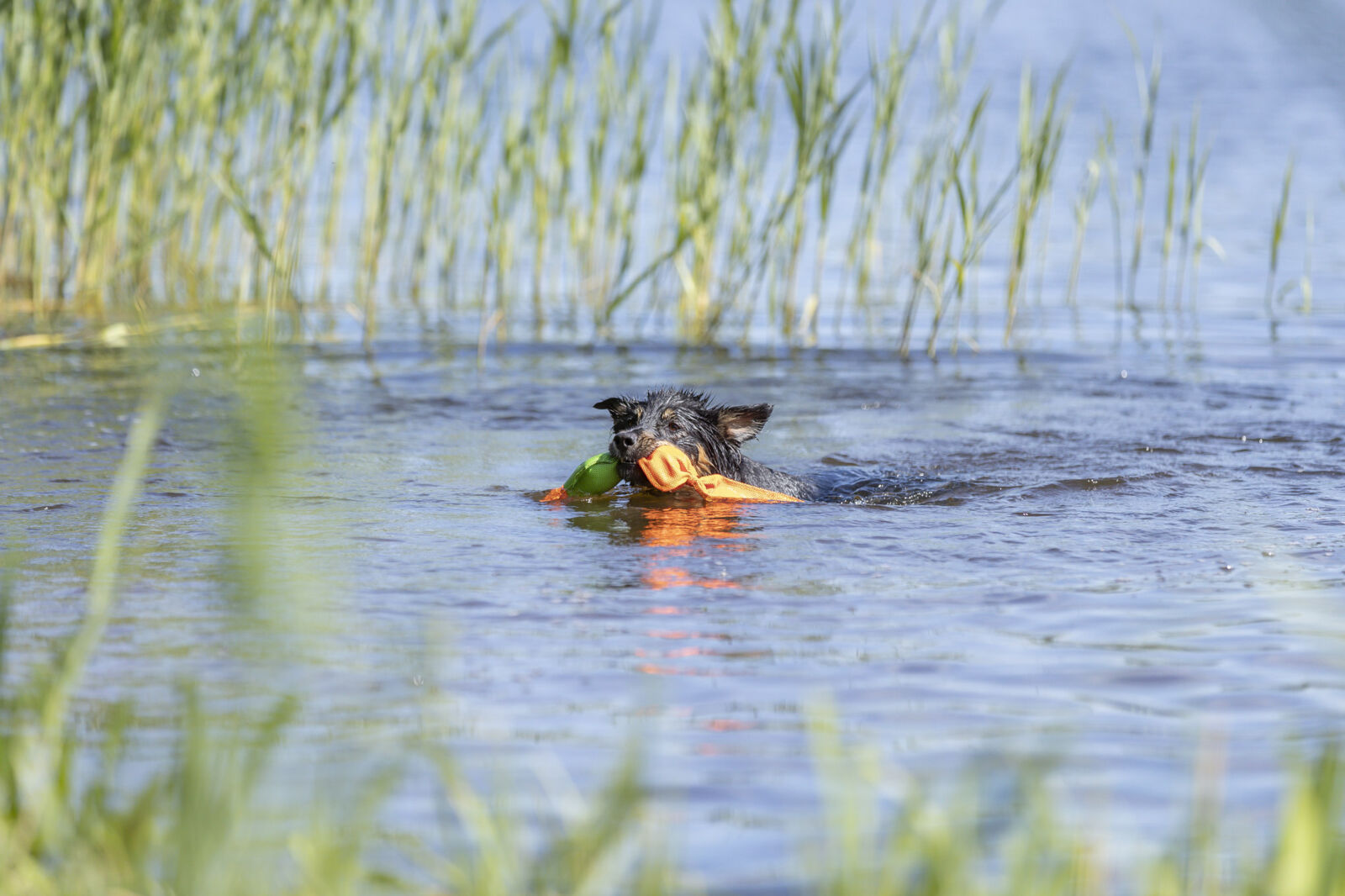 gioco per cani galleggiante, papera galleggiante per cani, Trixie gioco acquatico, giocattolo per cani resistente all'acqua, gioco interattivo per cani, squeaker per cani, gioco di riporto per cani
