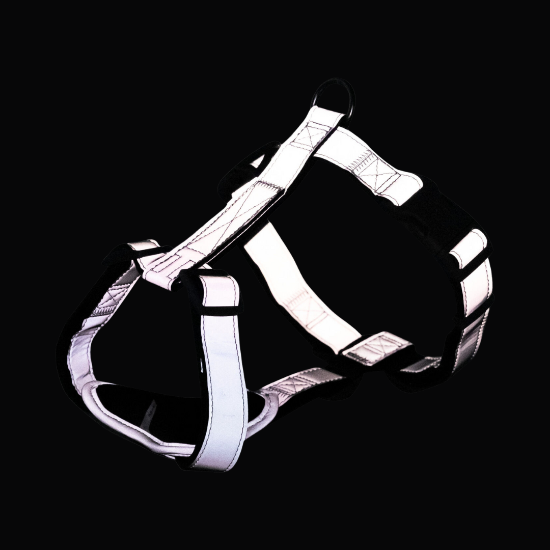 pettorina riflettente cane Trixie, H-Harness Reflect Silver Reflect, pettorina visibilità notturna cane, Pettorina regolabile cane medio/nano,Silver Reflect H Harness Trixie recensione, pettorina nylon riflettente zampine, accessori cane sicurezza serale