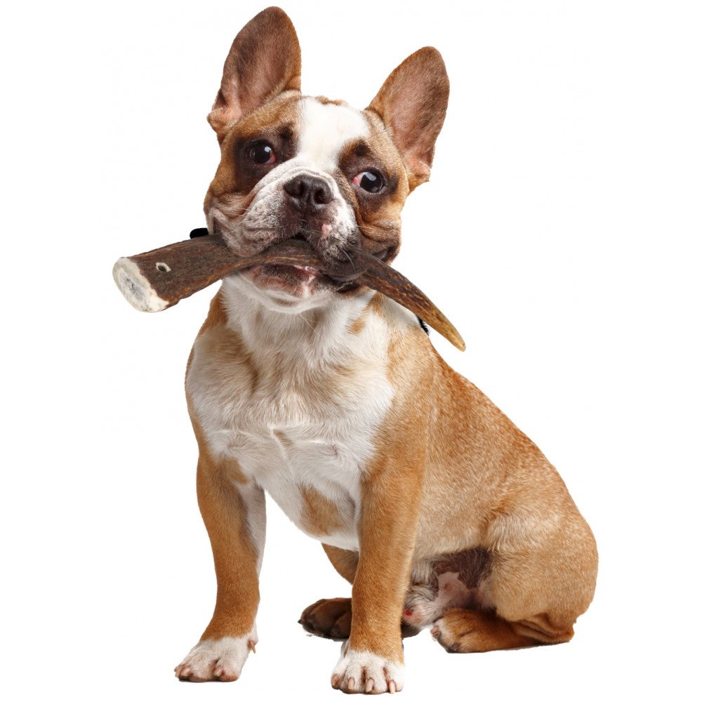 corna di cervo per cani, snack masticativo naturale, corna di cervo cane, snack dentale naturale, Karlie snack naturale cane