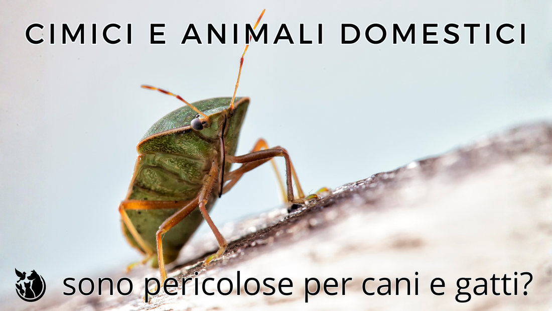 Cimici e animali domestici: sono pericolose per cani e gatti?