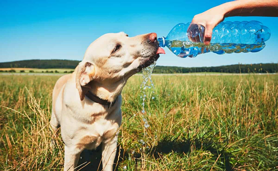Cani e caldo: 9 suggerimenti per godersi l’estate