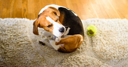Allergia e intolleranza alimentare nel cane: sintomi, cura e corretta alimentazione