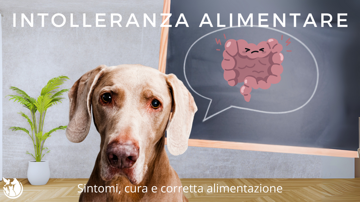 Intolleranza Alimentare Cane: sintomi, cause e alimenti consigliati
