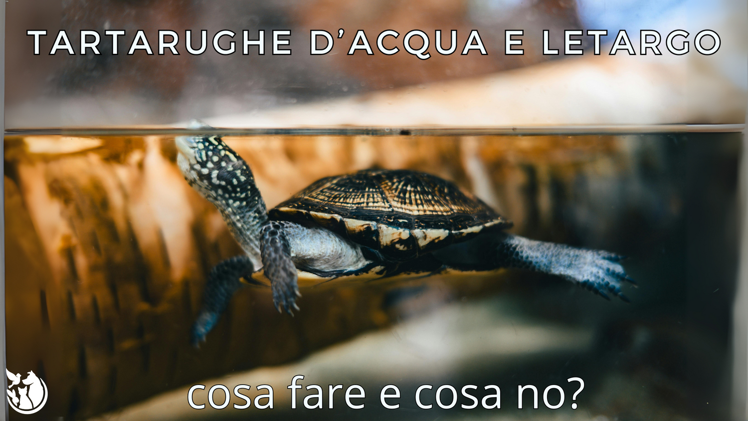 Letargo delle tartarughe d'acqua: guida completa per tempi e condizioni