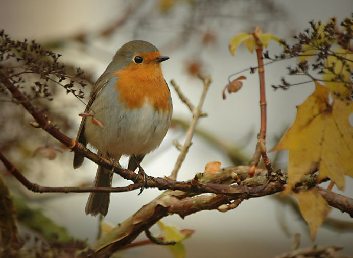 Come possiamo proteggere gli uccellini selvatici in inverno?