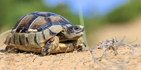 Cosa fare quando una tartaruga esce dal letargo?