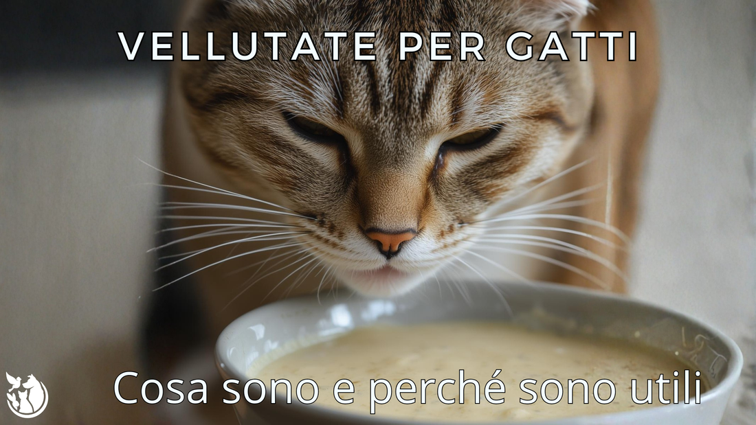 Vellutate per Gatti: Cosa sono e perché sono utili