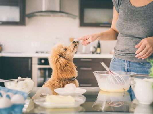 Cibo umano e cani