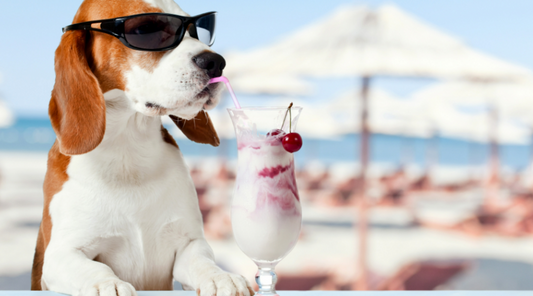 Pet Summer Holidays - Come affrontare il rientro dalle ferie?