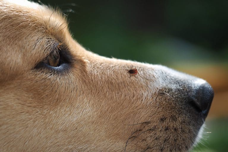 Zecche sul Cane: Cosa sono e cosa fare?