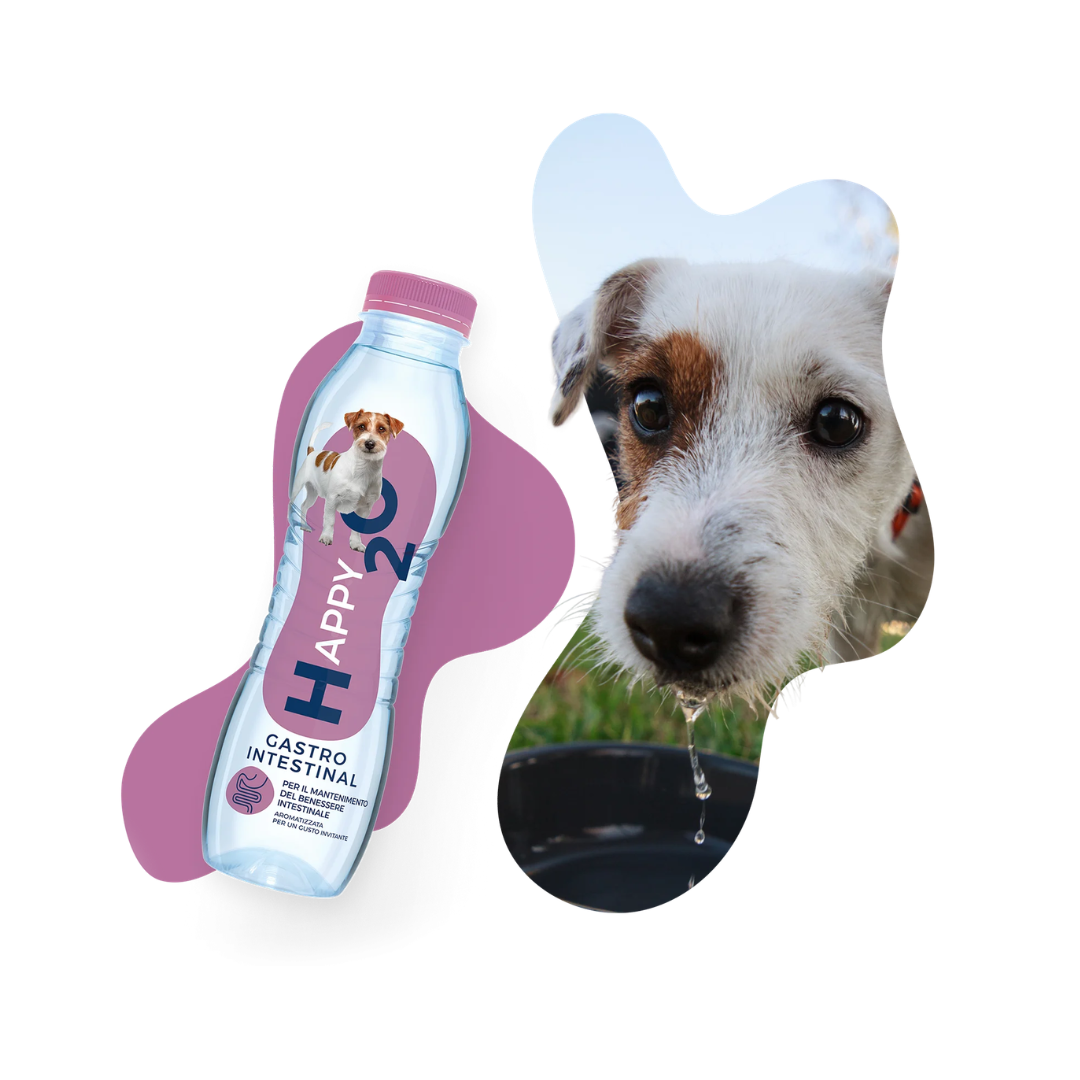 Acqua cane, acqua per cane, acqua per cani, acqua cani, Happy2O Gastrointestinal, Happy2O cane, Happy2O Gastrointestinal cane, acqua funzionale per cani, supporto intestinale cane, benessere intestinale cane, regolarità intestinale cane, digestione cane, microbiota intestinale cane, FOS per cani, prebiotici per cani, flora intestinale cane, flatulenza cane, supporto digestivo cane, Happy2O 500 ml