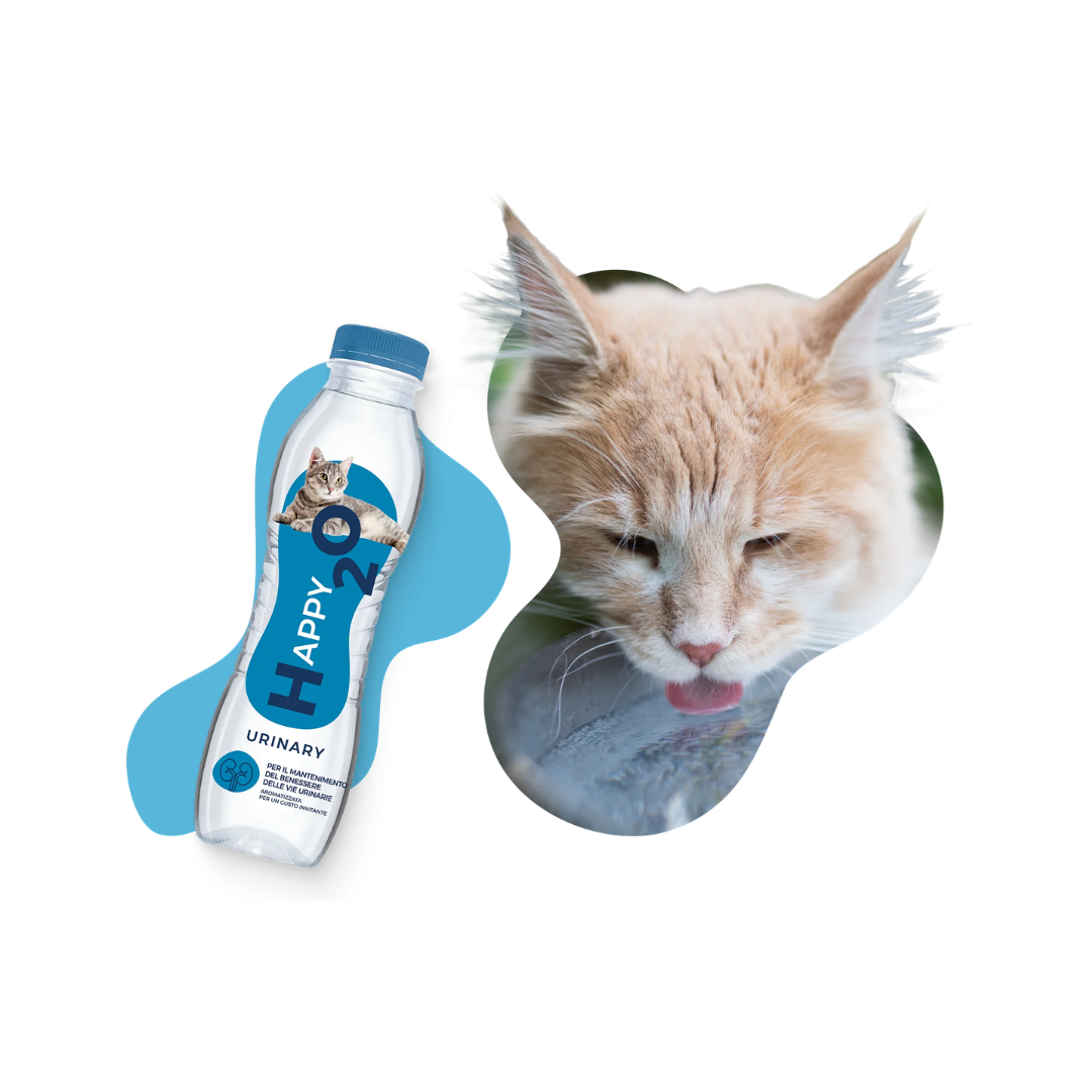 Acqua gatto, acqua per gatto, acqua per gatti, acqua gatti, Happy2O Urinary, Happy2O Urinary gatto, Happy2O gatto, acqua per gatti urinary, idratazione gatto, supporto vie urinarie gatto, benessere urinario gatto, salute vescica gatto, acqua aromatizzata per gatti, DL-metionina gatto, glucosamina gatto, pH urinario gatto, acqua per gatto sterilizzato, Happy2O 500 ml