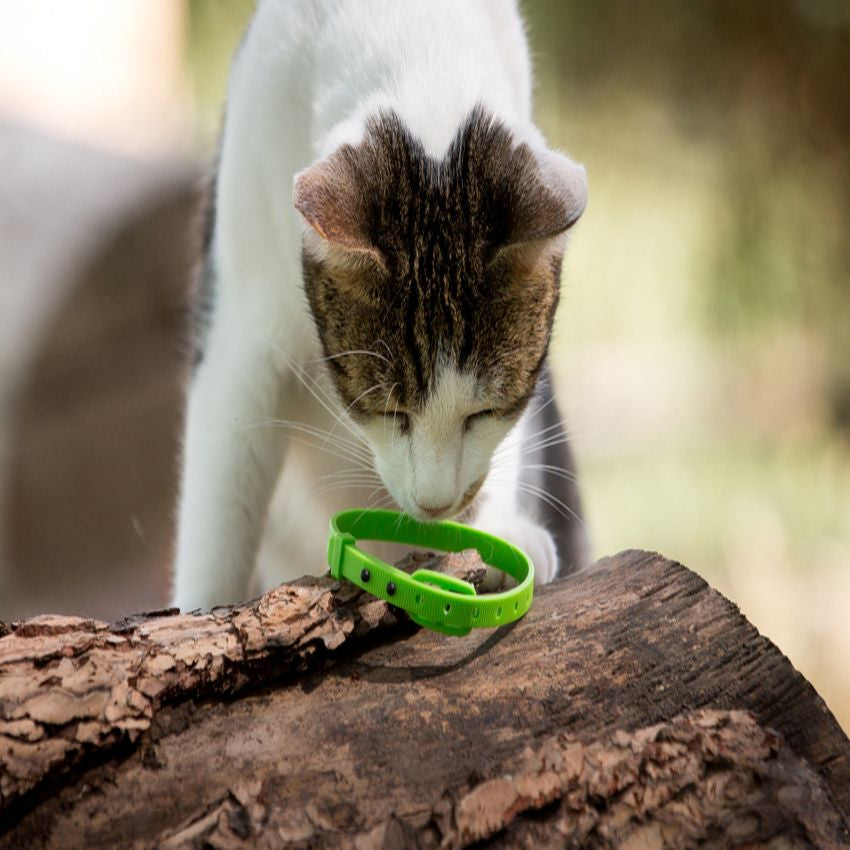 Croci - Antiparassitario Naturale Collarino all'Olio di Neem Niki Natural Defence per Gatti