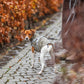 cappottino cane, impermeabile cane, Trixie Pontis Rain, cappottino cane Trixie, cappottino cane con pettorina, Trixie Pontis Rain cane, cappottino impermeabile cane, cappottino pioggia cane, cappottino cane con pettorina integrata, impermeabile cane con pettorina, cappottino cane riflettente, cappotto cane pioggia, abbigliamento cane Trixie, cappottino cane regolabile, giacca impermeabile cane
