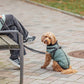 cappottino cane con pettorina cane, Trixie Pontis, Trixie Pontis salvia, cappottino cane Trixie, cappottino cane con pettorina integrata, cappotto cane imbottito, cappottino cane pile, cappottino cane Limited Edition, abbigliamento cane Trixie, cappotto cane salvia, giacca cane con pettorina, cappottino cane poliestere, cappottino cane regolabile