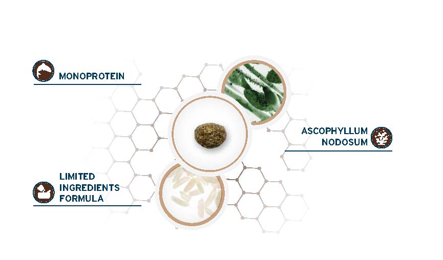 Forza 10 Intestinal Colon Fase 1 Mini Toy, crocchette cane disturbi intestinali, cibo dietetico colon cane, Forza10 Active Vet Diet, crocchette veterinarie cane piccola taglia, forza 10 crocchette pesce