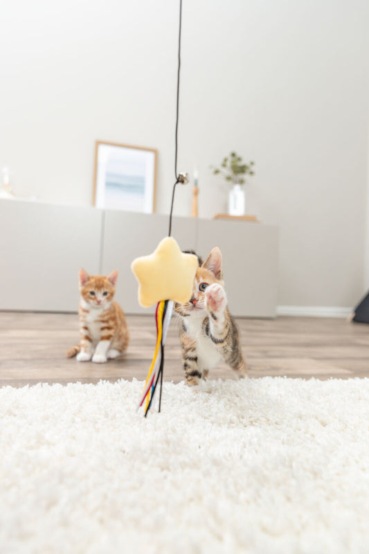 Gioco Gatto, canna da pesca per gatti, canna gioco gatto, gioco gatto con stella, canna da pesca gatto con campanellino, gioco interattivo per gatti, giochi per gatti con campanellino, gioco peluche gatto, canna per gatti 46 cm, gioco per stimolare il gatto, giochi interattivi gatto
