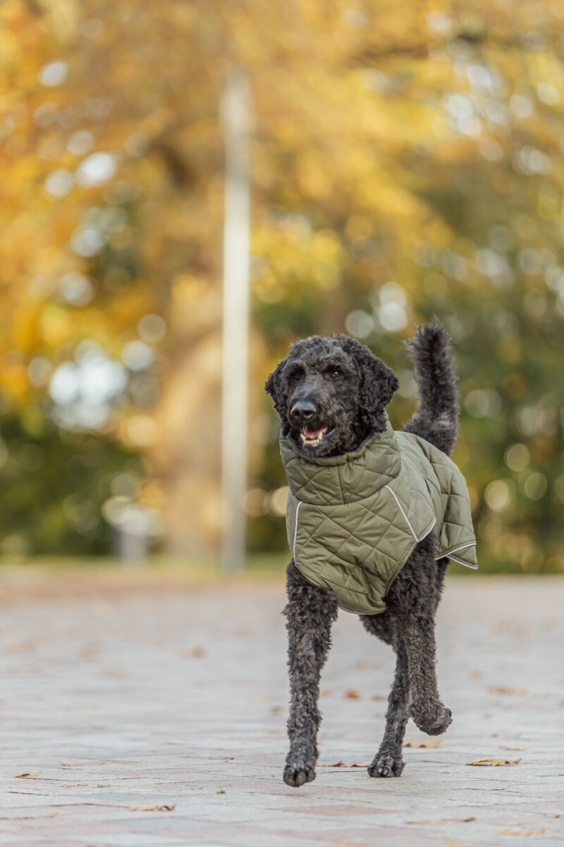 trixie minot cappottino cane, cappottino impermeabile cane, giubbotto invernale per cani, cappotto cane trixie 67988, abbigliamento invernale cani,cappottino imbottito cane
