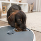 Trixie - Distributore Automatico di Cibo per Cani TX4+1