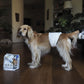 Croci - Pannolino Igienico Usa e Getta a Fascia per Cani Maschi Nappy Dog
