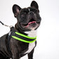 pettorina cane regolabile, pettorina cane easy fit, tre ponti cane, pettorina cane piccola taglia, pettorina cane media taglia, pettorina cuccioli regolabile, pettorina cane rifrangente, pettorina sicurezza cane, pettorina Made in Italy cane, pettorina sottopancia regolabile