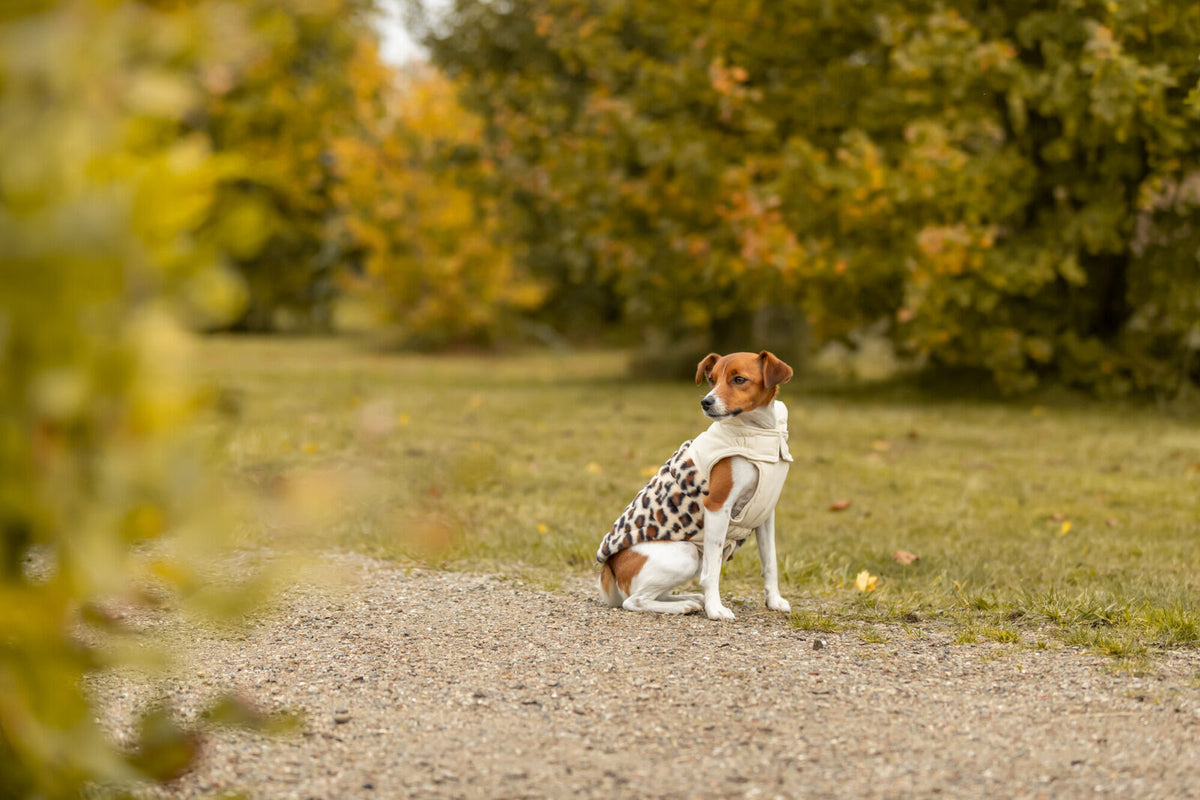 piumino cane Trixie, cappotto cane, cappottino cane, Trixie Ajou, Trixie Ajou leopardato, cappottino cane leopardato, piumino per cani, cappottino cane imbottito, cappotto cane invernale, Trixie cappottino Limited Edition, abbigliamento cane leopardato, piumino cane caldo, cappottino cane poliestere, cappottino cane con chiusura a strappo, giacca cane leopardata, cappottino invernale cane