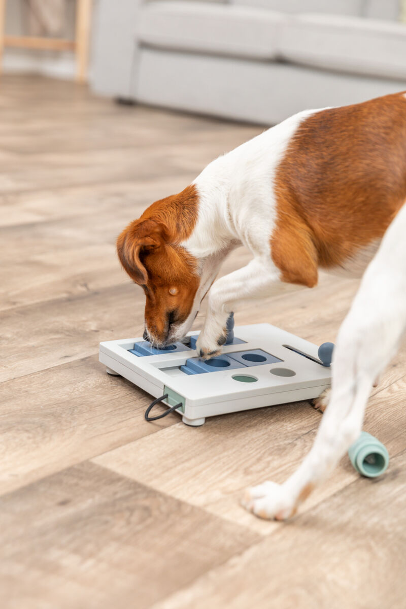 Trixie Mini Mover Gioco di Strategia Interattivo per Cani, Attivazione Mentale Livello 3, Gioco per Cani, Gioco per Cane, Giochi per cane, Giochi per cani