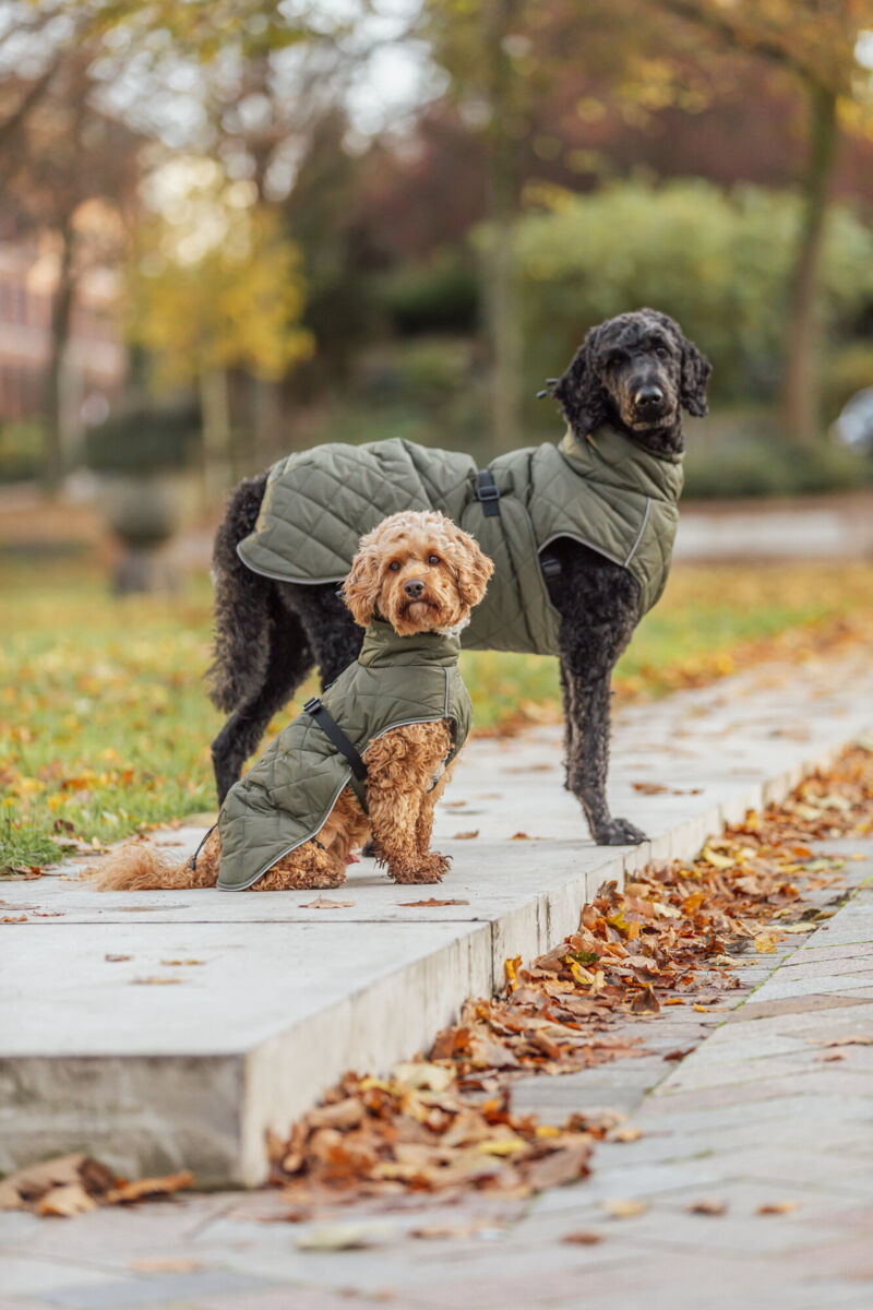 trixie minot cappottino cane, cappottino impermeabile cane, giubbotto invernale per cani, cappotto cane trixie 67988, abbigliamento invernale cani,cappottino imbottito cane